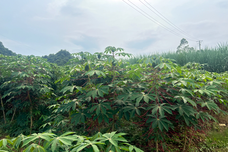 龙州县武德乡：木薯叶养蚕助农增收